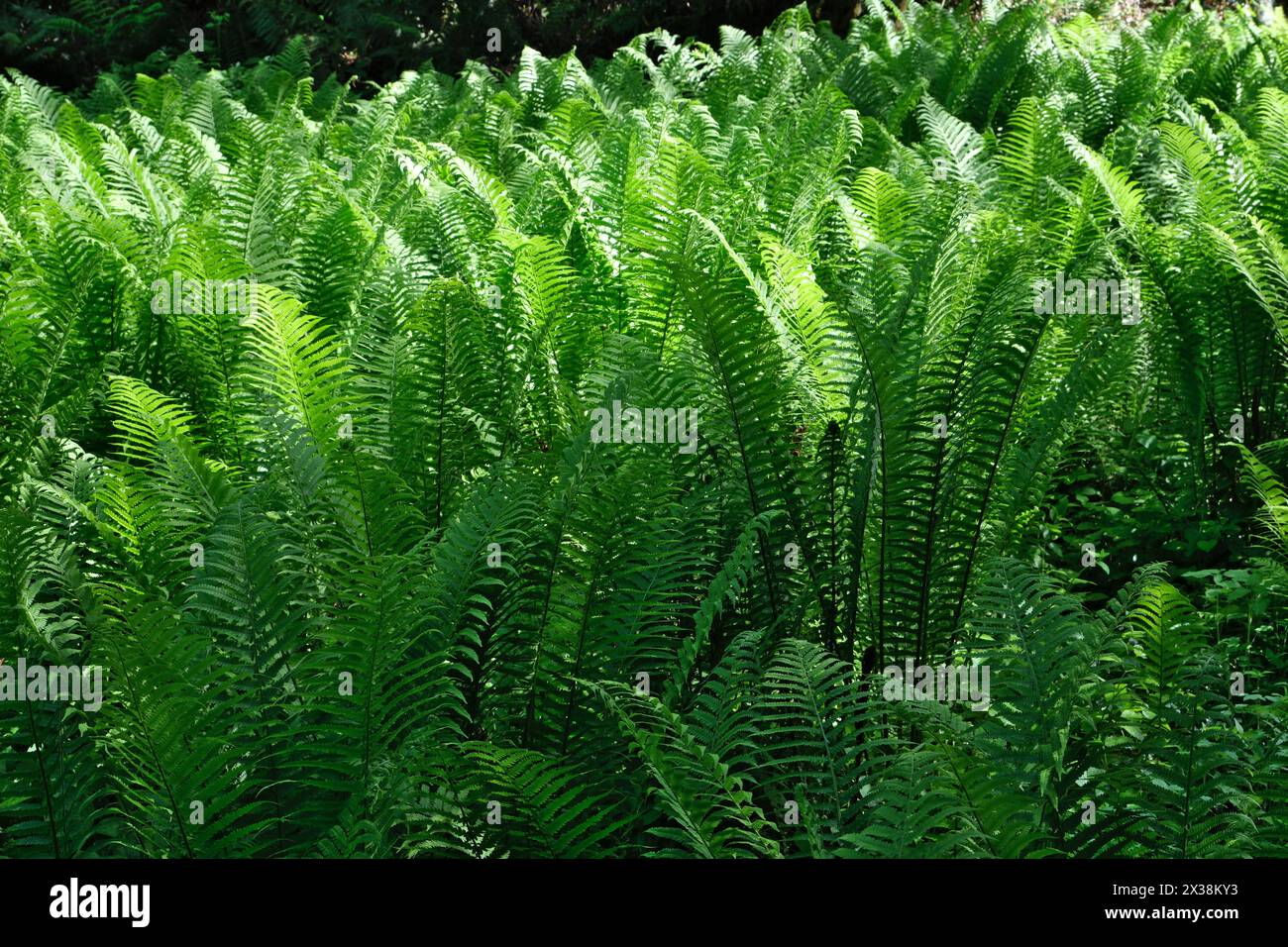 Ferns backgrounds hi-res stock photography and images - Alamy