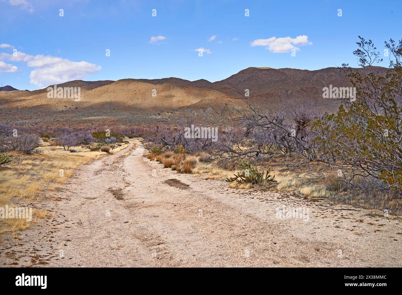 California, desert and trail with panorama, enviroment and blue sky for travel or tourism. Nature, mountain and landscape for cactus, scenery and usa Stock Photo