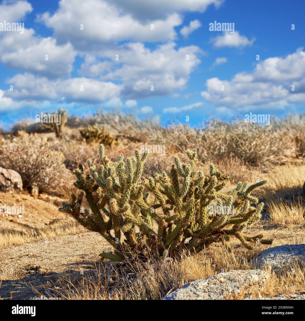 Desert, cactus and plant in bush landscape outdoor in nature of ...