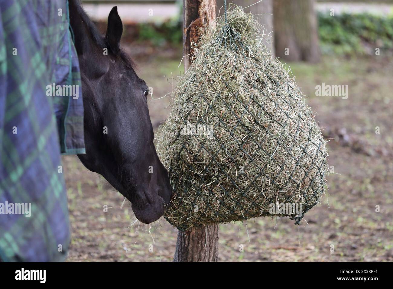 20.04.2024, Neuenhagen, Brandenburg, GER - Pferd mit Decke frisst Heu aus einem Netz. Rueckansicht, Decke, eingedeckt, Haltung, Jahreszeit, Kaelteschutz, Koppel, Paddock, Pferd, Pferdedecke, Pferdehaltung, Warmblut, Warmblueter, Fruehjahr, Fruehling, Winterdecke, Heu, Netz, Heunetz, Raufutter, Futter, Fuetterung, fressen, Nahrungsaufnahme, rupfen 240420D057NEUENHAGEN.JPG *** 20 04 2024, Neuenhagen, Brandenburg, GER Horse with blanket eats hay out of a net back view, blanket, covered, keeping, season, protection, paddock, paddock, horse, horse blanket, horse keeping, warmblood, warmblood, sprin Stock Photo