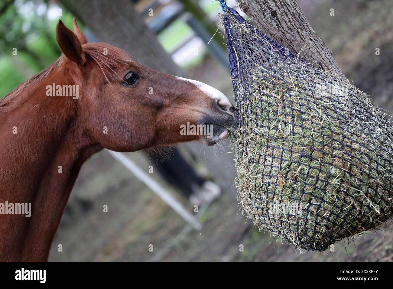 20.04.2024, Neuenhagen, Brandenburg, GER - Pferd frisst Heu aus einem Netz. Haltung, Jahreszeit, Koppel, Paddock, Pferd, Pferdehaltung, Warmblut, Warmblueter, Fruehjahr, Fruehling, Heu, Netz, Heunetz, Raufutter, Futter, Fuetterung, fressen, Nahrungsaufnahme, rupfen 240420D062NEUENHAGEN.JPG *** 20 04 2024, Neuenhagen, Brandenburg, GER Horse eats hay from a net keeping, season, paddock, paddock, horse, horse keeping, warmblood, warmblood, spring, hay, net, hay net, roughage, feed, feeding, eating, food intake, plucking 240420D062NEUENHAGEN JPG Stock Photo