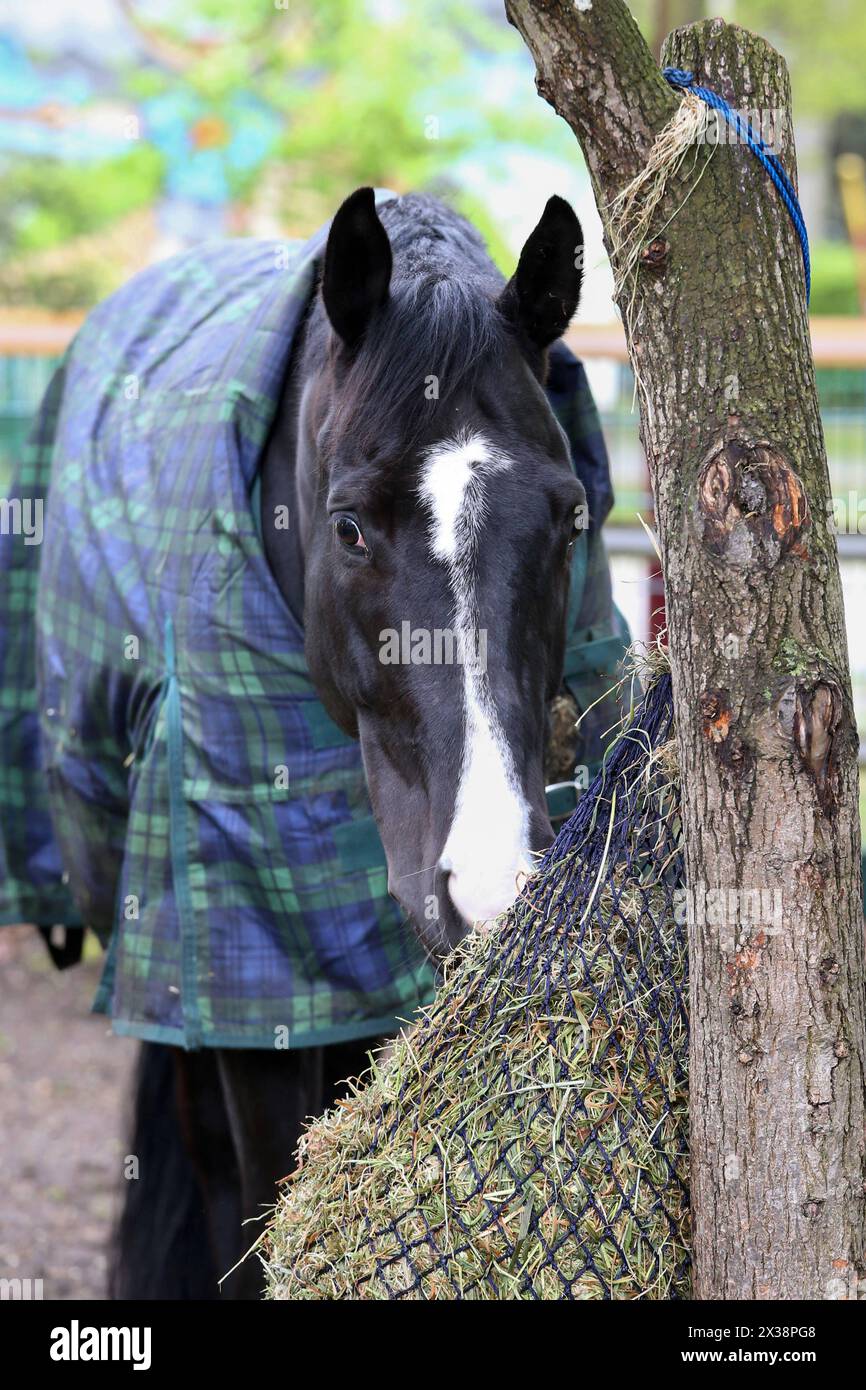 20.04.2024, Neuenhagen, Brandenburg, GER - Pferd mit Decke frisst Heu aus einem Netz. Decke, eingedeckt, Haltung, Jahreszeit, Kaelteschutz, Koppel, Paddock, Pferd, Pferdedecke, Pferdehaltung, Warmblut, Warmblueter, Fruehjahr, Fruehling, Winterdecke, Heu, Netz, Heunetz, Raufutter, Futter, Fuetterung, fressen, Nahrungsaufnahme, rupfen 240420D048NEUENHAGEN.JPG *** 20 04 2024, Neuenhagen, Brandenburg, GER Horse with blanket eats hay out of a net blanket, covered, keeping, season, protection, paddock, paddock, horse, horse blanket, horse keeping, warmblood, warmblood, spring, spring, winter blanket Stock Photo