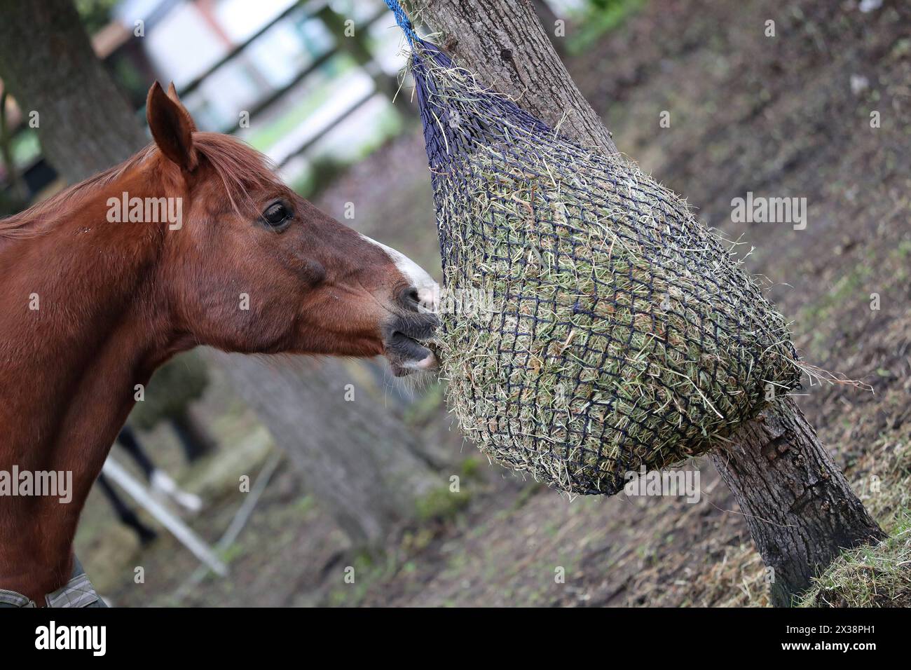 20.04.2024, Neuenhagen, Brandenburg, GER - Pferd frisst Heu aus einem Netz. Haltung, Jahreszeit, Koppel, Paddock, Pferd, Pferdehaltung, Warmblut, Warmblueter, Fruehjahr, Fruehling, Heu, Netz, Heunetz, Raufutter, Futter, Fuetterung, fressen, Nahrungsaufnahme, rupfen 240420D063NEUENHAGEN.JPG *** 20 04 2024, Neuenhagen, Brandenburg, GER Horse eats hay from a net keeping, season, paddock, paddock, horse, horse keeping, warmblood, warmblood, spring, hay, net, hay net, roughage, feed, feeding, eating, food intake, plucking 240420D063NEUENHAGEN JPG Stock Photo