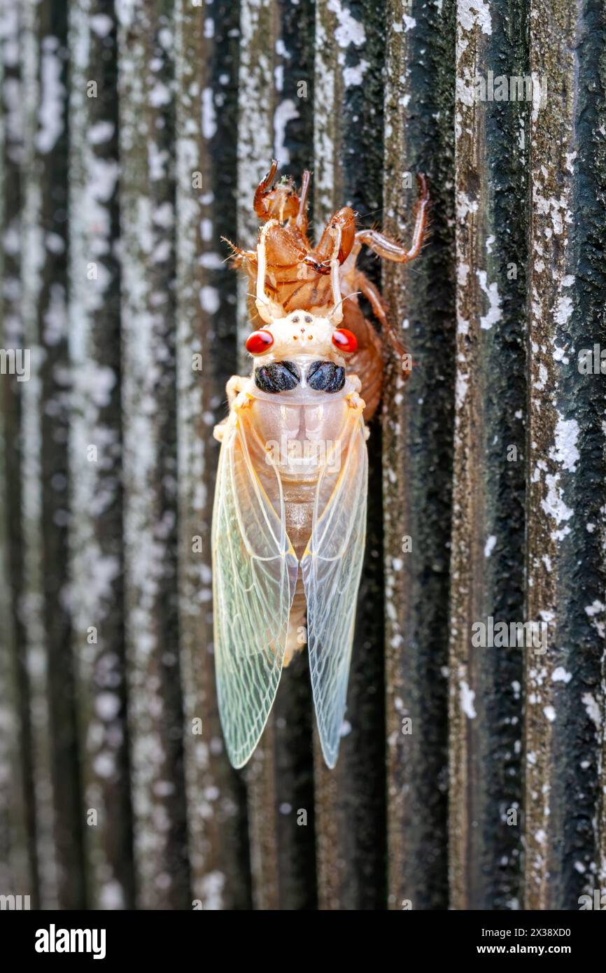 An albino  cicada slowing emerges from its shell while hanging on a vase. Stock Photo