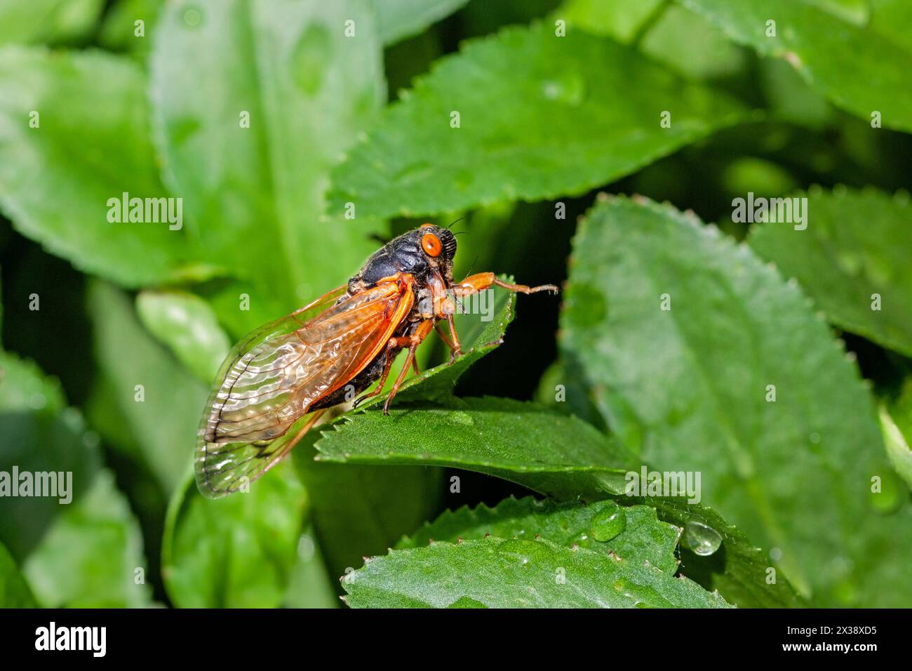 A cicada walks across the green leaves of a bush. Stock Photo