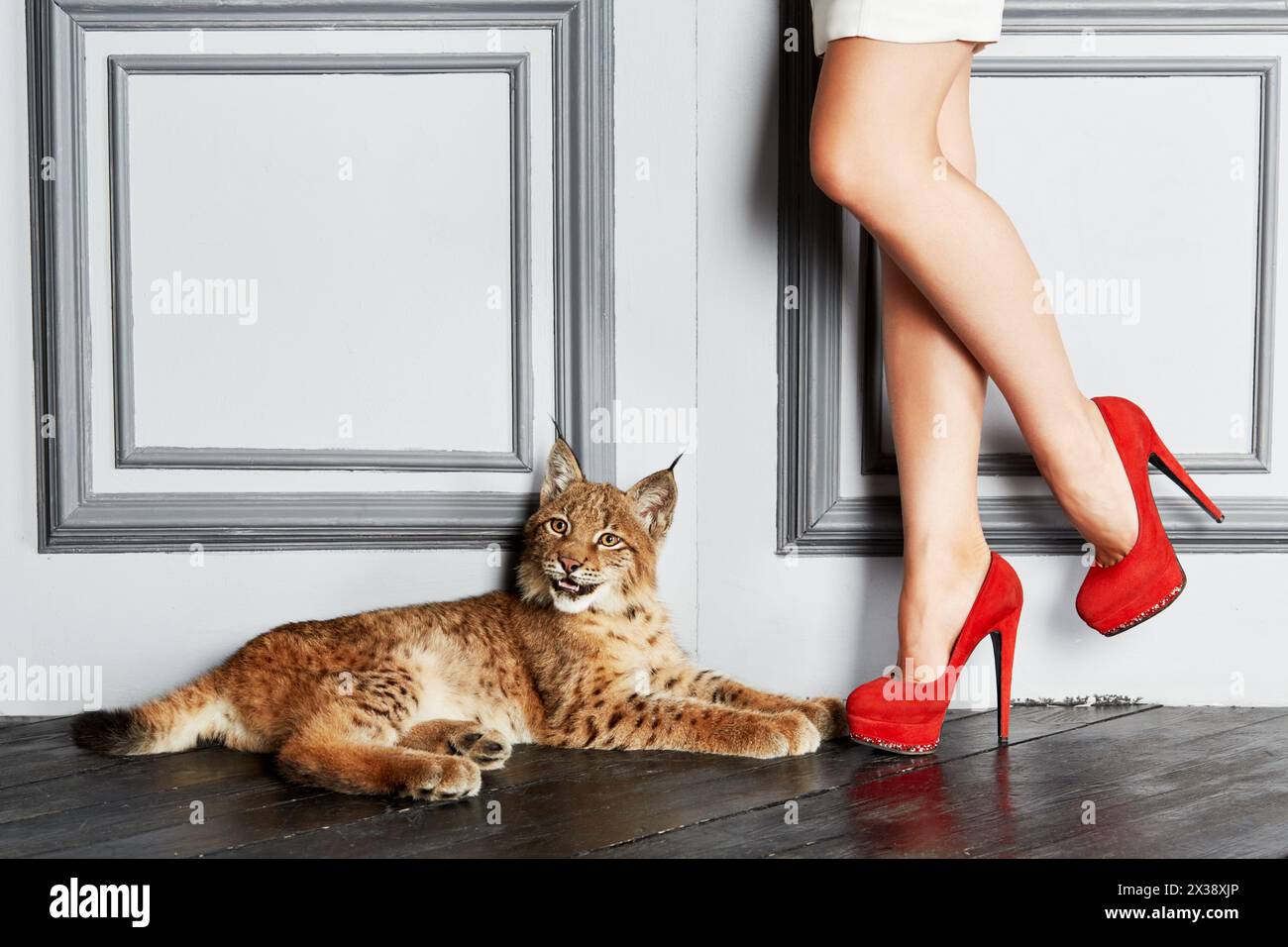 Female legs in red high-heel shoes and lynx cub, lying on floor. Stock Photo