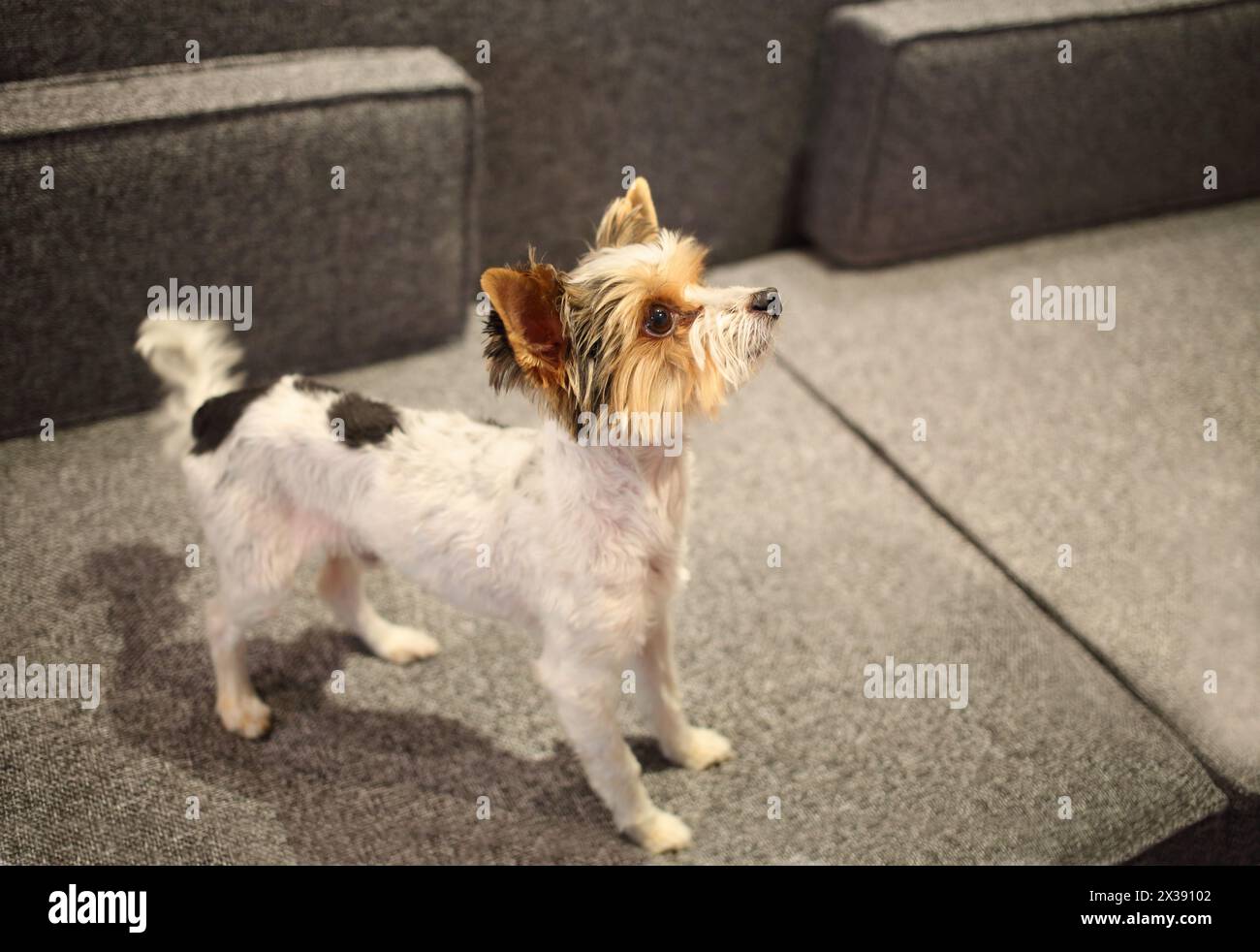 Sheared Yorkshire terrier with a raised muzzle standing on couch Stock Photo