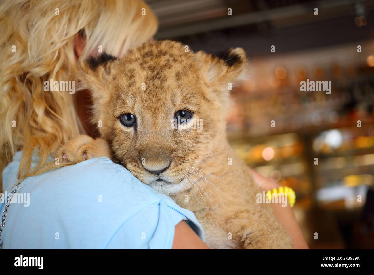 Blonde holds calf of lion on her shoulder, back view, close up Stock Photo