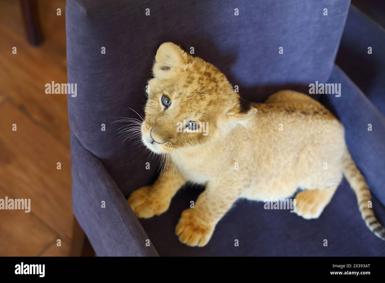 Lion calf looks up and stands on soft armchair indoor, top view Stock Photo