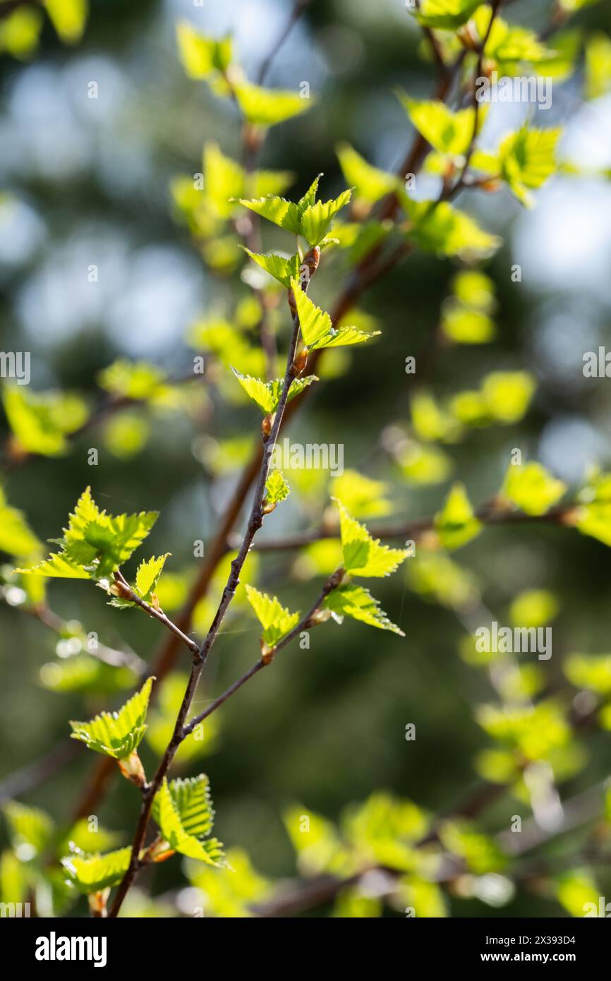 Green leaves bokeh background hi-res stock photography and images - Alamy