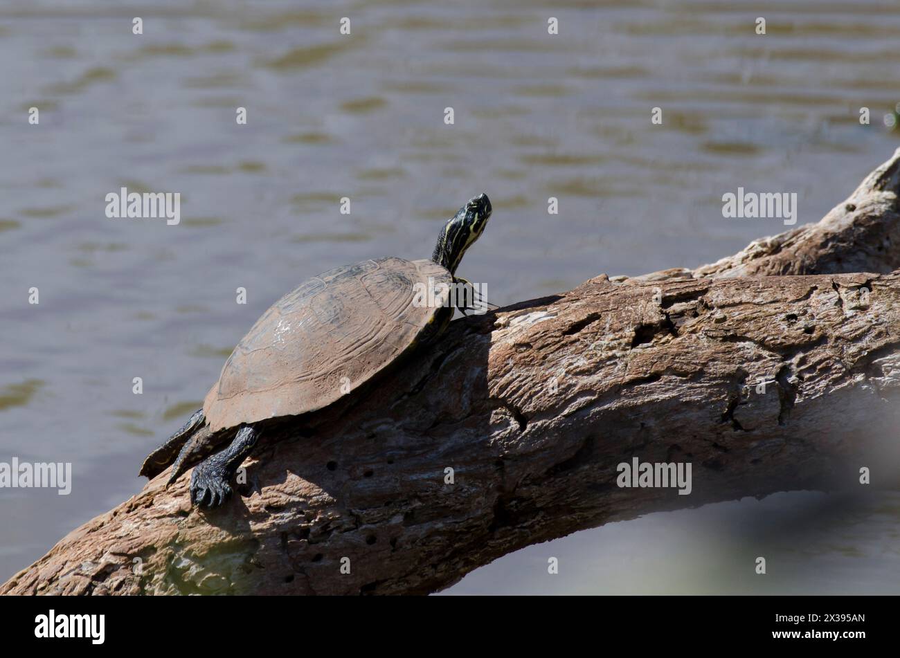 Eastern River Cooter, Pseudemys concinna concinna, basking on log Stock Photo
