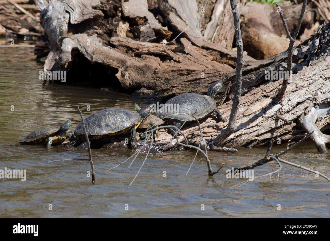 Red-eared sliders, Trachemys scripta elegans, and Eastern River Cooter, Pseudemys concinna concinna, basking on log Stock Photo