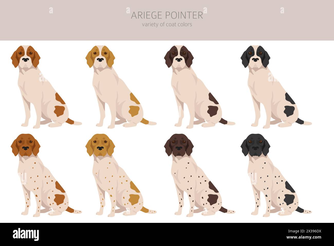 Ariege pointer clipart. Different poses, coat colors set. vector ...