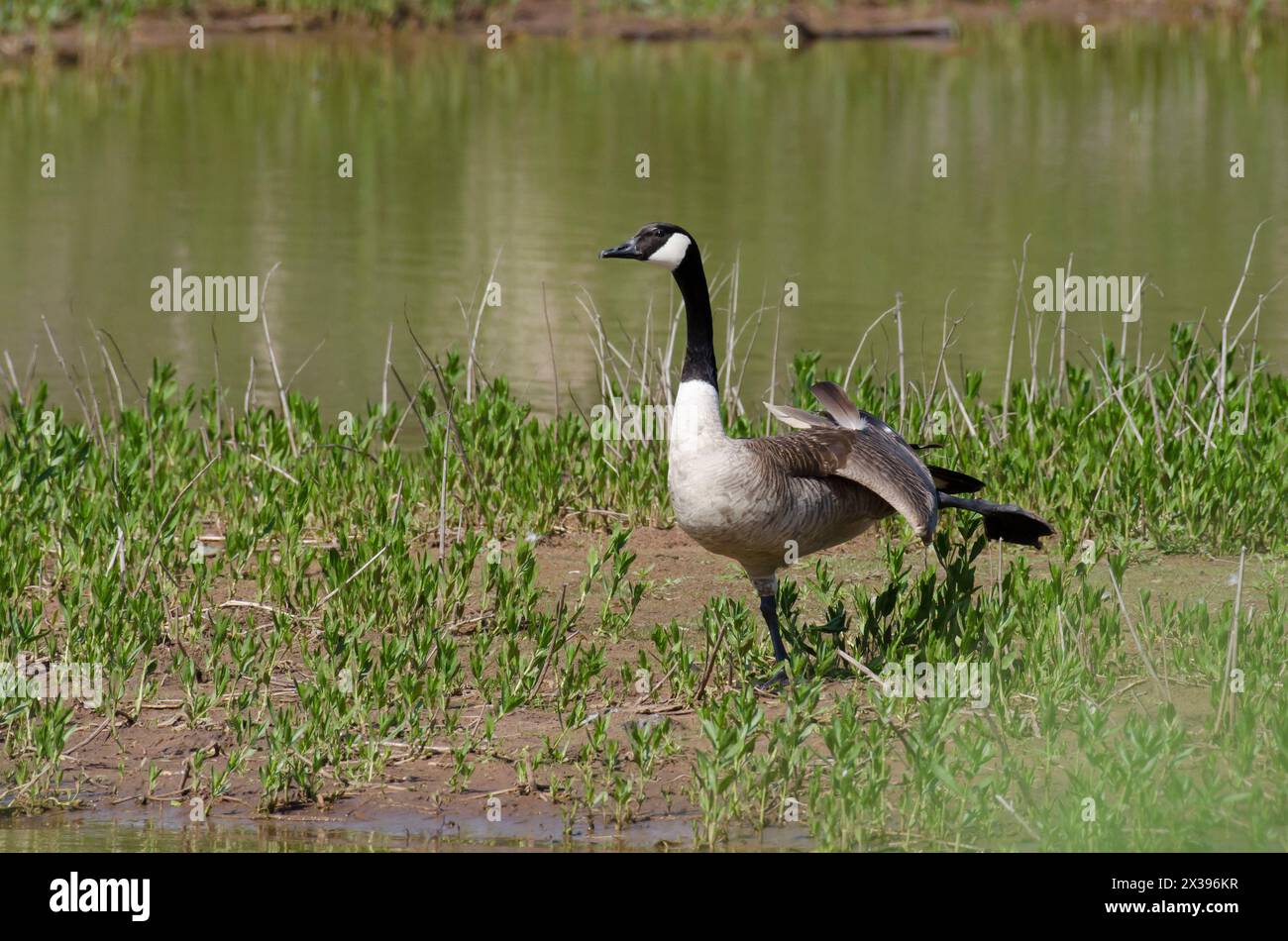 Canada Goose, Branta canadensis, wing and leg stretch Stock Photo