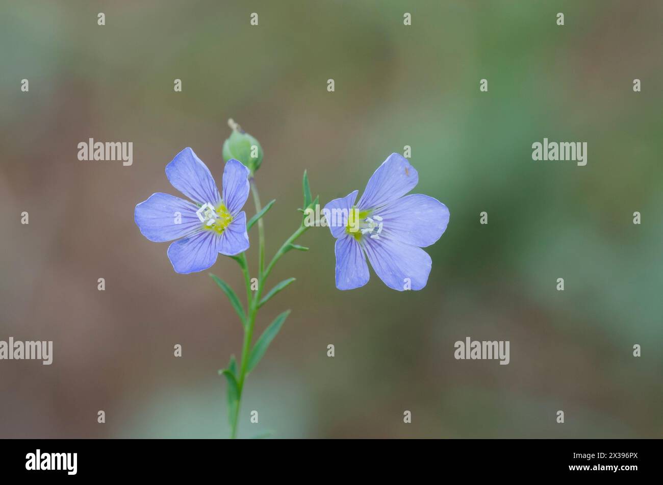 Meadow Flax, Linum pratense Stock Photo