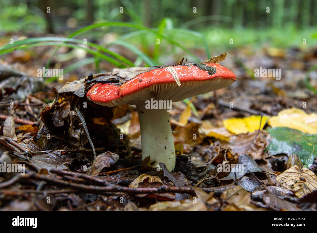 Russula xerampelina, also known as the crab brittlegill or the shrimp mushroom in forest. Stock Photo