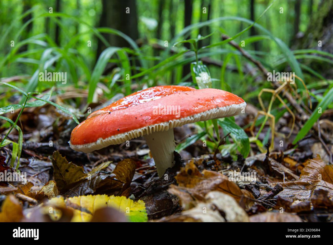Russula xerampelina, also known as the crab brittlegill or the shrimp mushroom in forest. Stock Photo