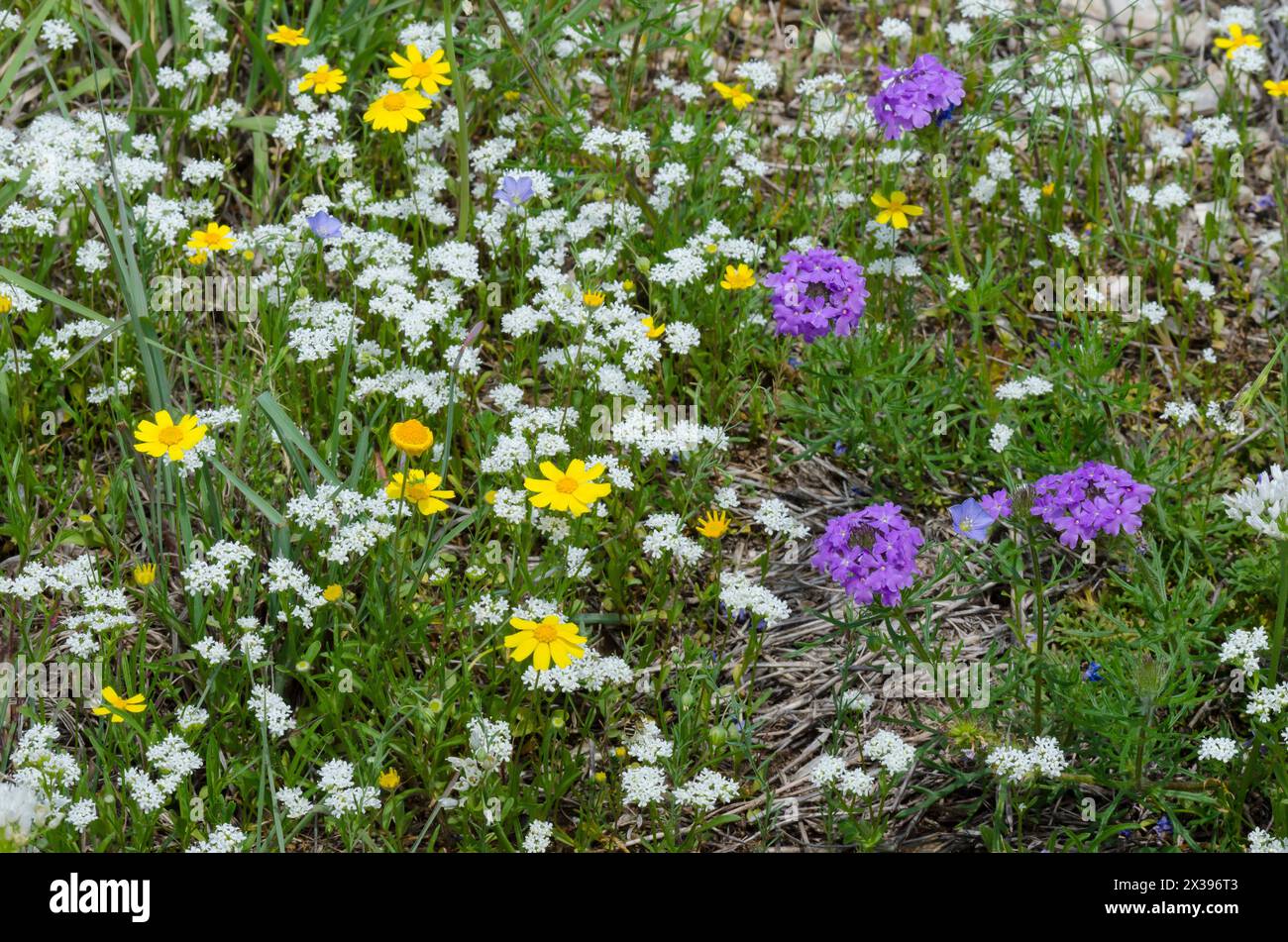 Wildflowers, Hairy Cornsalad, Valerianella amarella, Fineleaf Fournerved Daisy, Tetraneuris linearifolia, and Vervain, Glandularia sp. Stock Photo