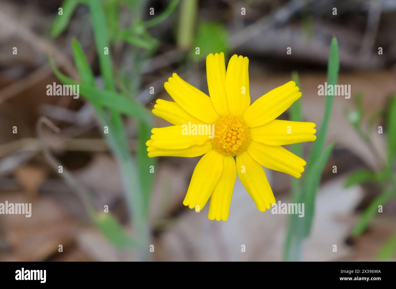 Fineleaf Fournerved Daisy, Tetraneuris linearifolia Stock Photo