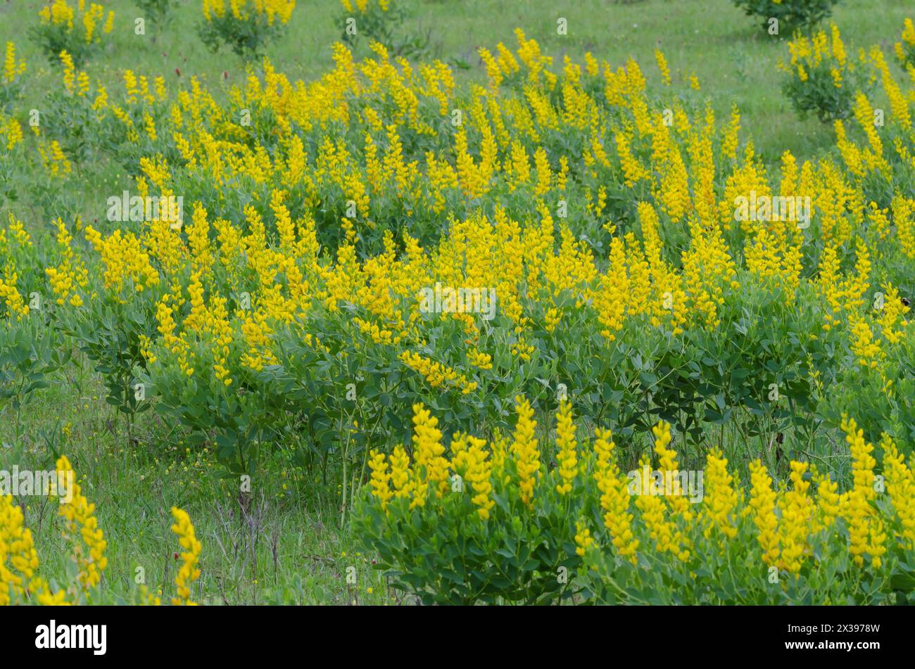 Yellow Wild Indigo, Baptisia sphaerocarpa Stock Photo