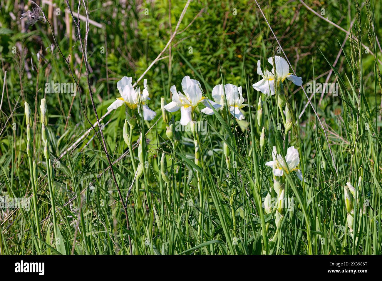 Wild native irises flowers in a wetland. Iris is depicted in mythology by a rainbow. Stock Photo