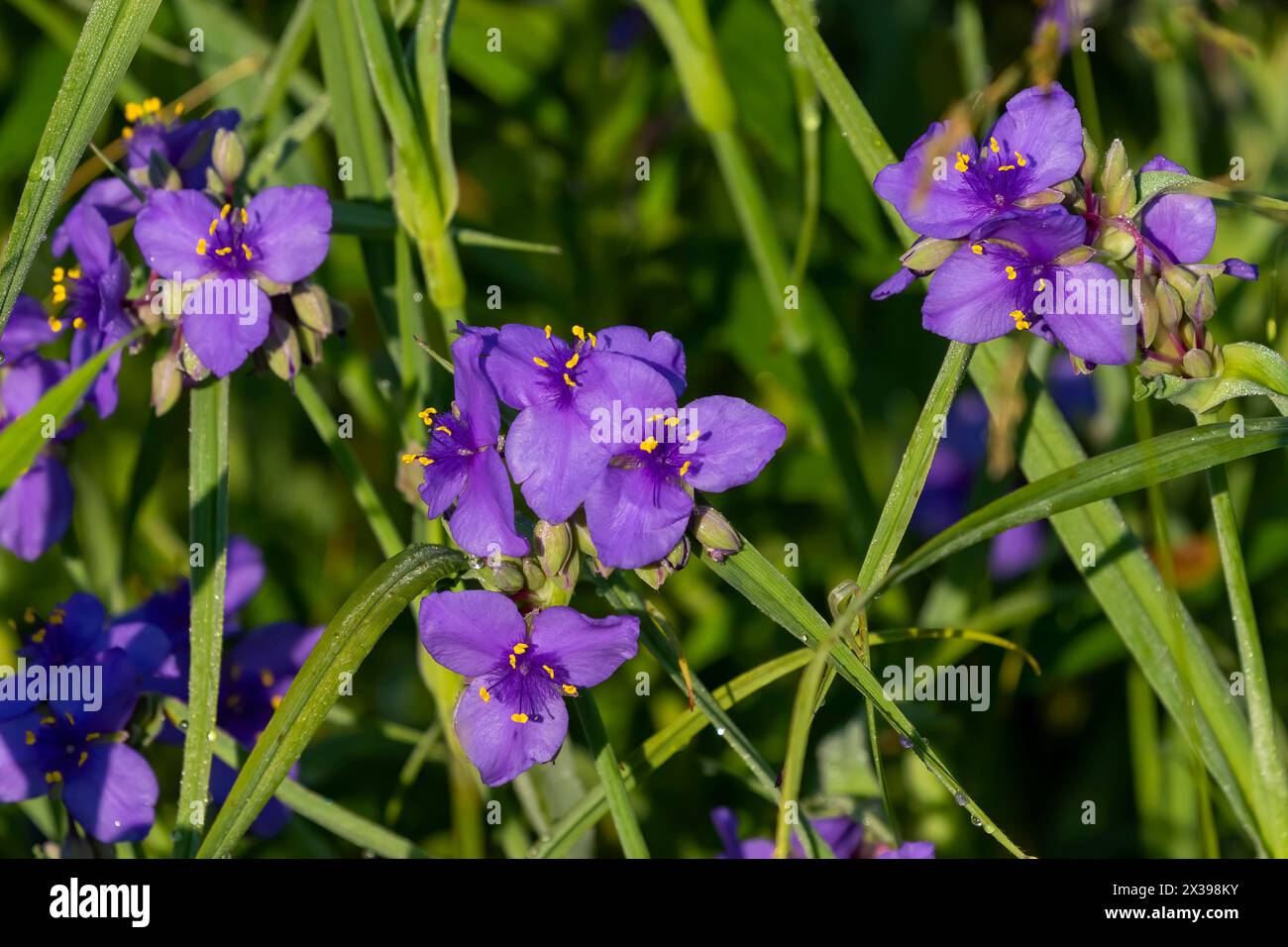 Wild native irises flowers in a wetland. Iris is depicted in mythology by a rainbow. Stock Photo