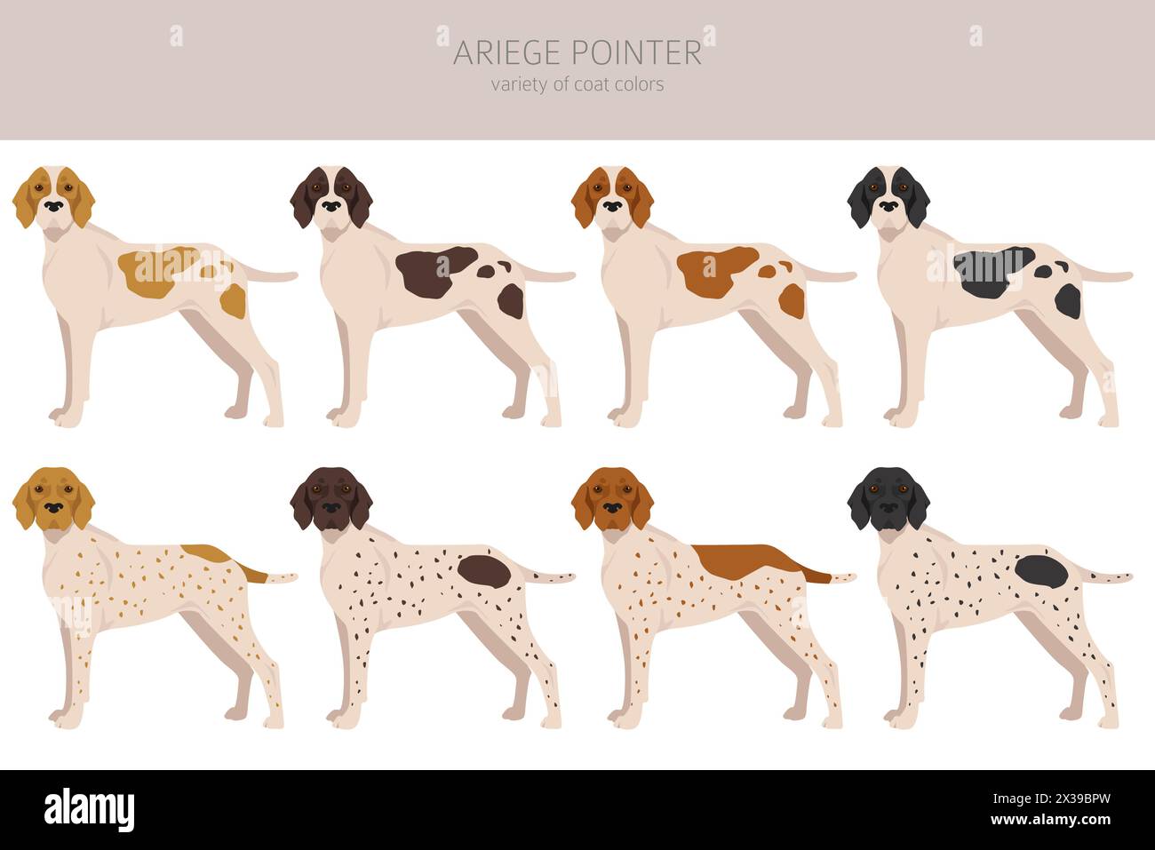 Ariege pointer clipart. Different poses, coat colors set. vector illustration Stock Vector
