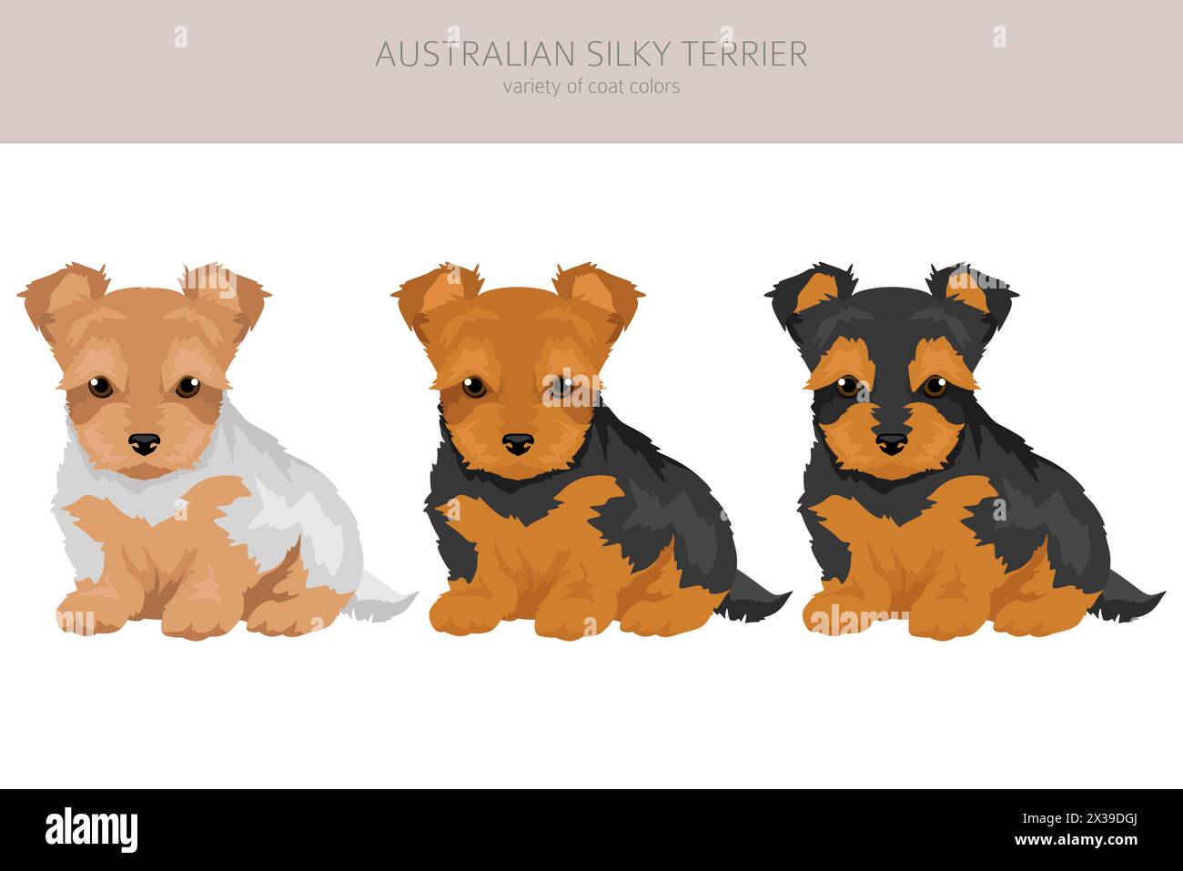 Australian silky terrier all colours puppy clipart. Different coat colors and poses set.  Vector illustration Stock Vector