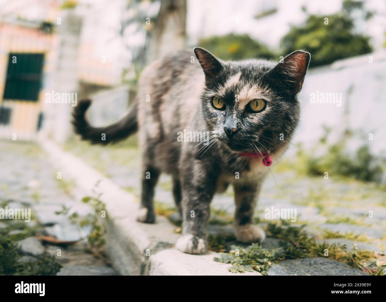 Lisbon, Lissabon, 22.03.2024: Travelpictures Lisbon, A cat with a curious look. Stock Photo