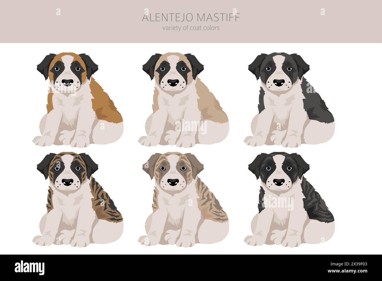 Alentejo mastiff puppy all colours clipart. Different coat colors set.  Vector illustration Stock Vector