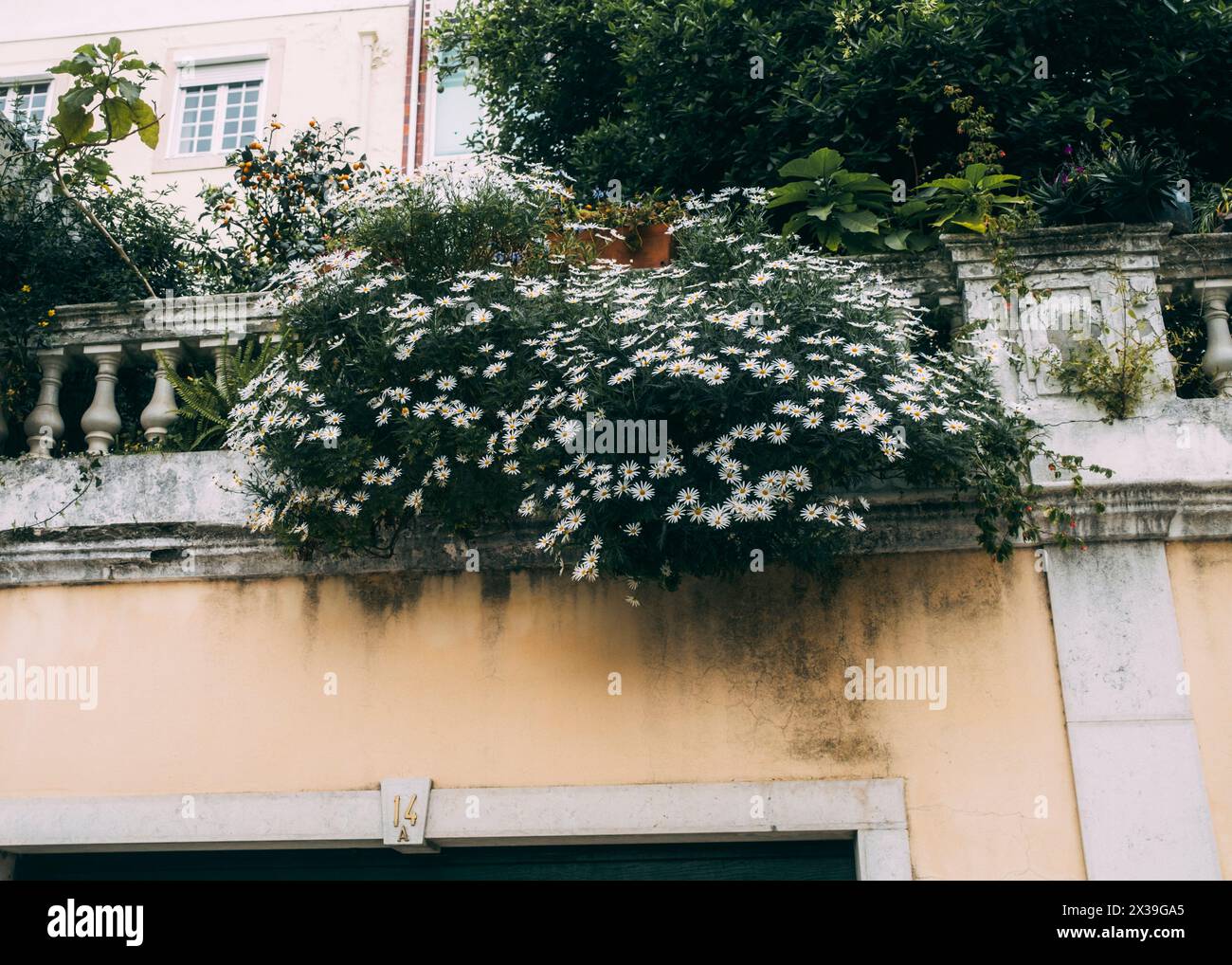 Lisbon, Lissabon, 22.03.2024: Travelpictures Lisbon, daisies at a wall. Stock Photo
