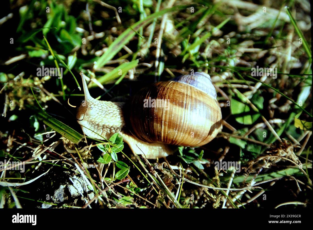 Was die holde Schnecke wohl wirklich sucht Weinbergschnecke auf Wanderschaft *** What the fair snail is really looking for Vineyard snail on the move Stock Photo