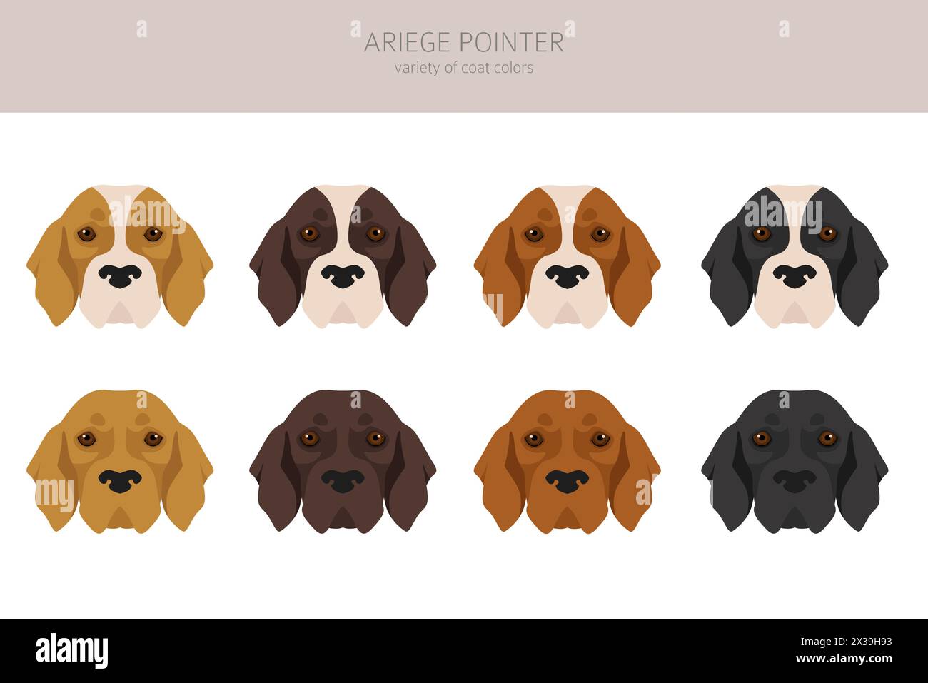 Ariege pointer clipart. Different poses, coat colors set. vector illustration Stock Vector