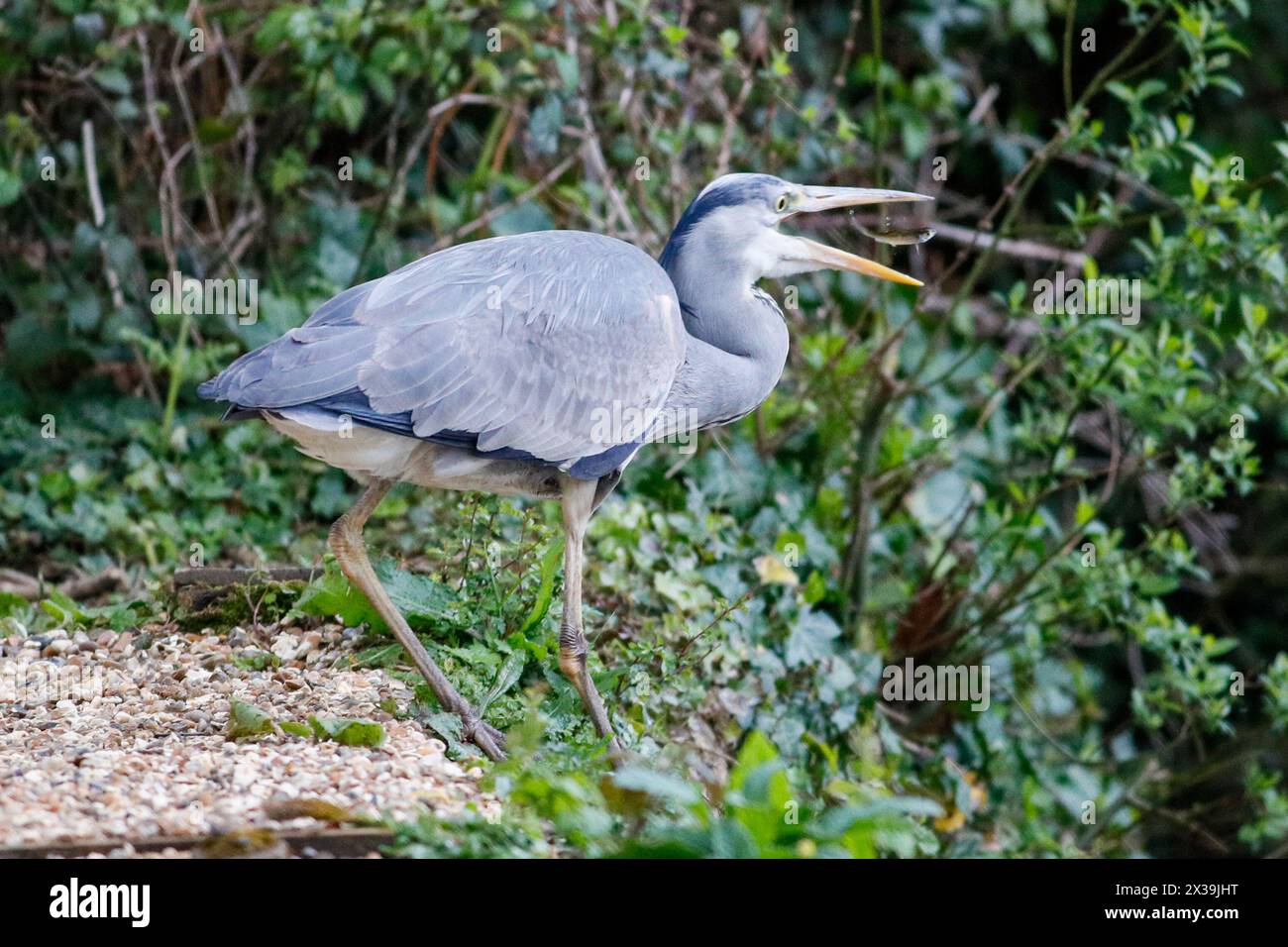 Brittens Pond, Worplesdon. 25th April 2024. Cloudy weather across the Home Counties this afternoon with isolated showers. A grey heron fishing at Brittens Pond in Worplesdon near Guildford in Surrey. Credit: james jagger/Alamy Live News Stock Photo