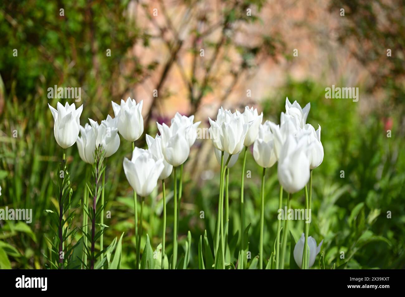 Spring flowers of lily flowered Tulip 'White Triumphator' in UK garden April Stock Photo