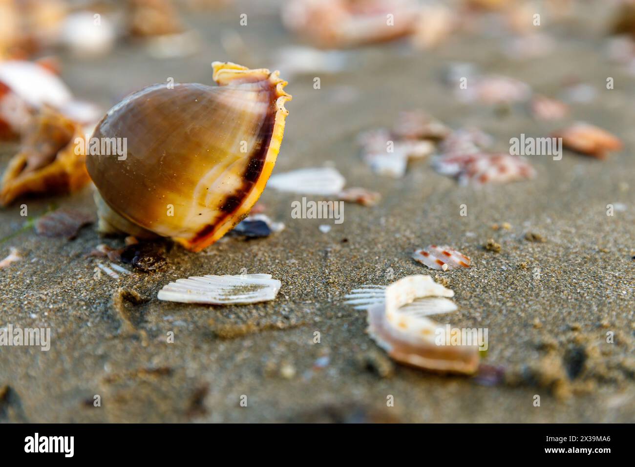 Sea snail shells in sand hi-res stock photography and images - Alamy