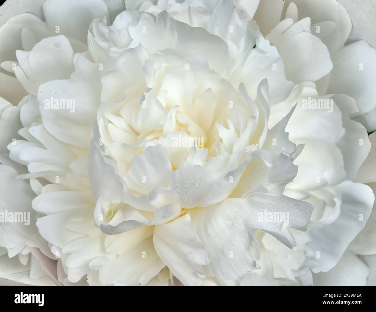 Amazing beauty of white peony flower - macro, summer floral or festive background. Gorgeous double peony flower with waterdrops on delicate petals. Be Stock Photo