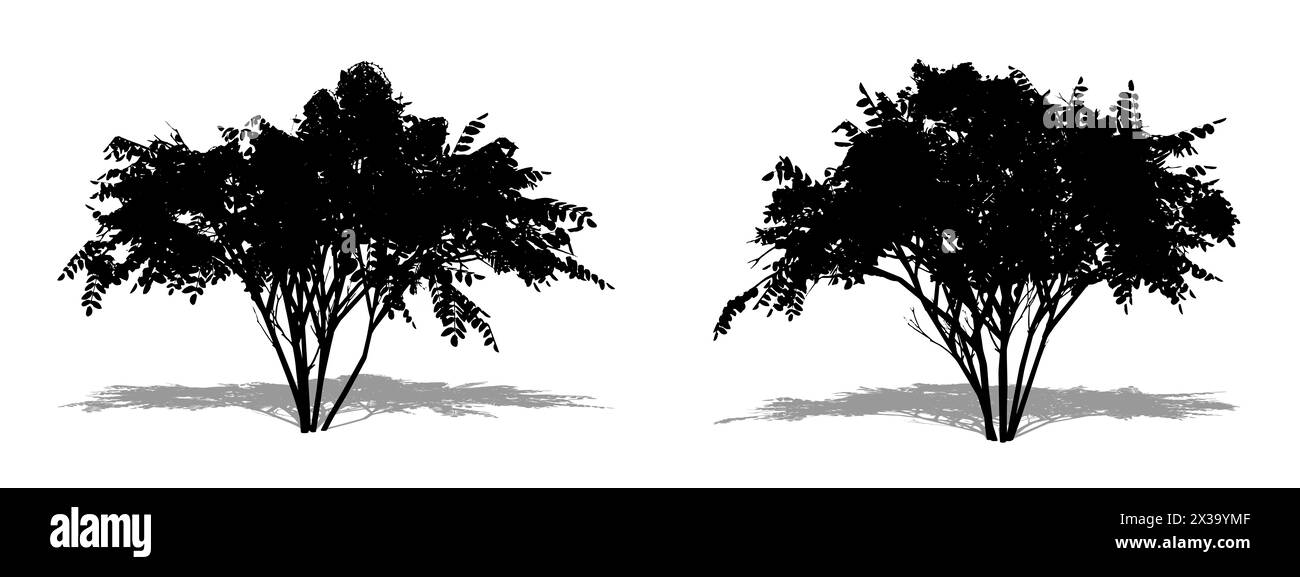 Set or collection of Japanese Angelica trees as a black silhouette on white background. Concept or conceptual 3D illustration for nature, planet, ecol Stock Photo