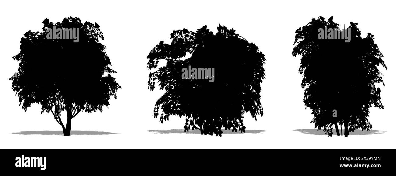 Set or collection of Japanese Camelia trees as a black silhouette on white background. Concept or conceptual 3D illustration for nature, planet, ecolo Stock Photo