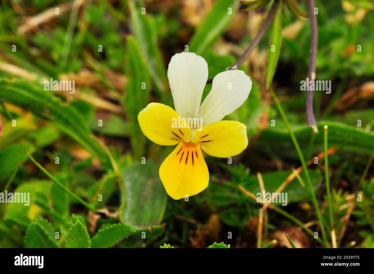 Close up of a Sand or Dune Pansy 'Viola tricolor subsp. curtisii ' found in dry sandy grassland and in sand and dune systems, flowers june to septembe Stock Photo