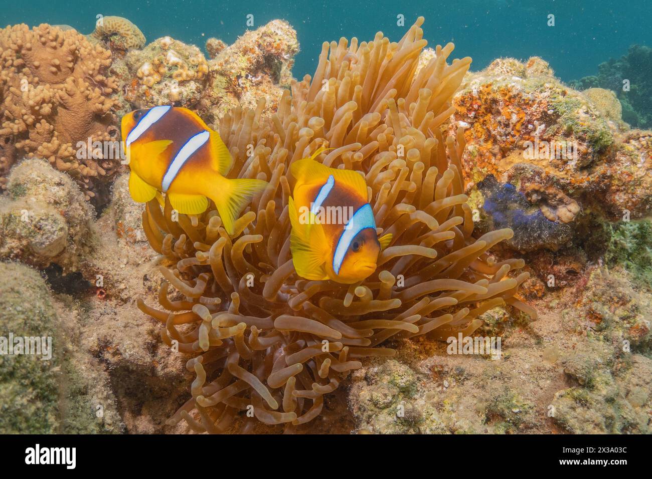 Coral reef and water plants in the Red Sea, Eilat Israel Stock Photo