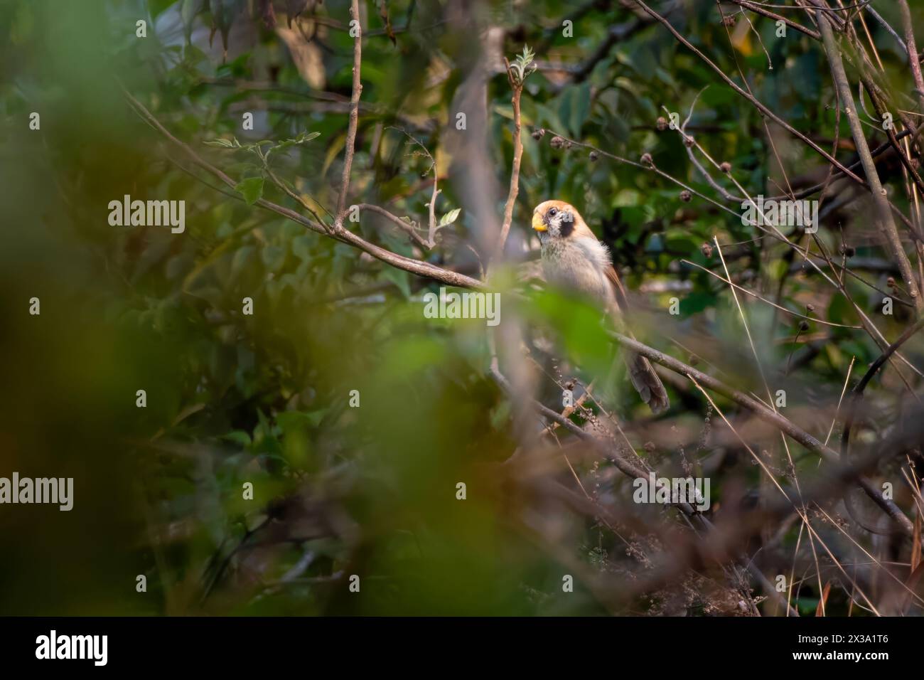 spot-breasted parrotbill (Paradoxornis guttaticollis) observed in Khonoma in Nagaland, India Stock Photo