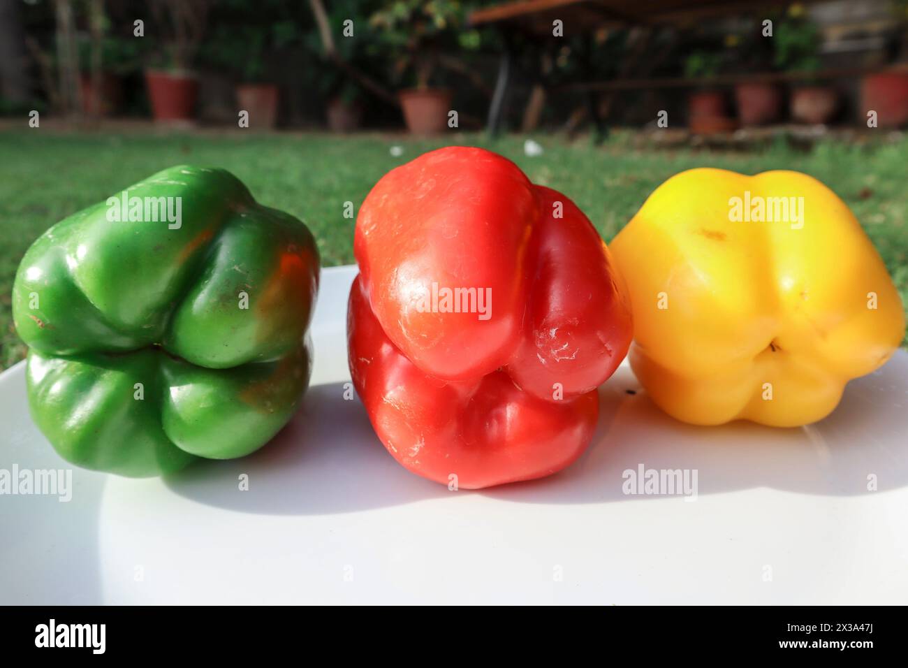 Three different types of Bell peppers in plate. Yellow, Red, Green cpasiums on green grass