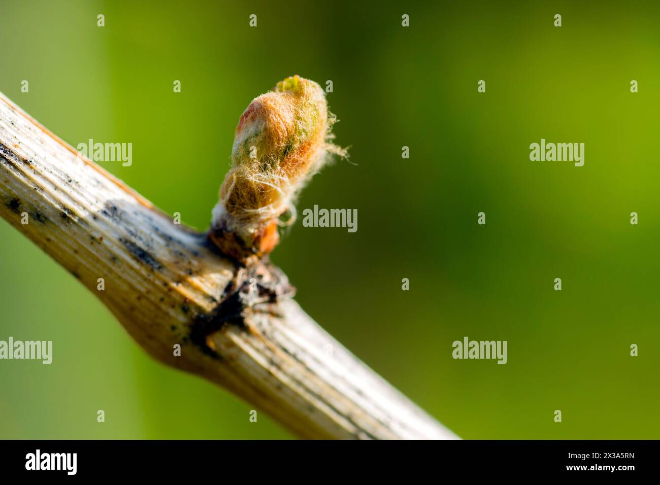 The annual growth cycle of grapevines is the process that takes place in the vineyard each year, beginning with bud break in the spring. . Stock Photo