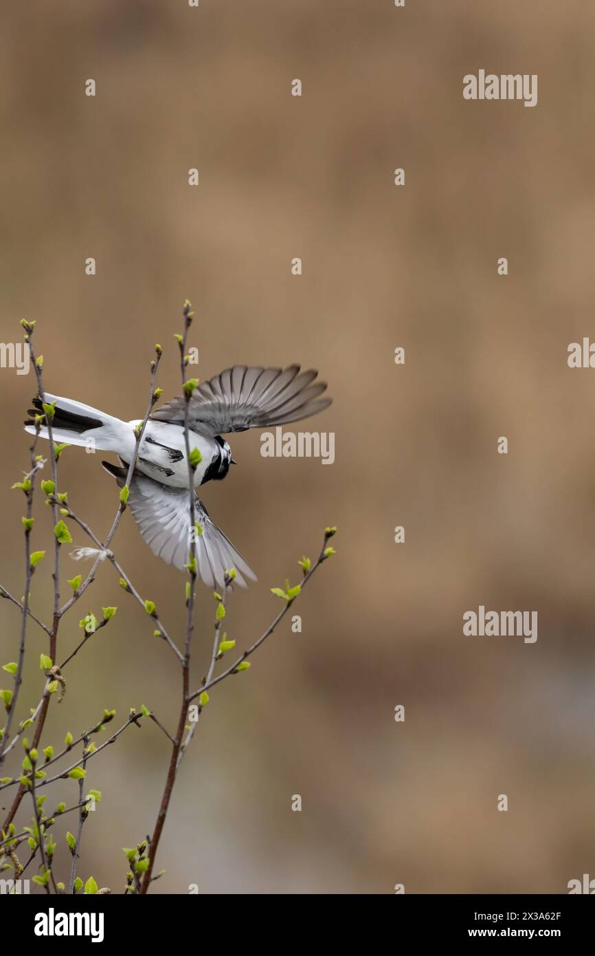 isolated wagtail flying in the wild Stock Photo