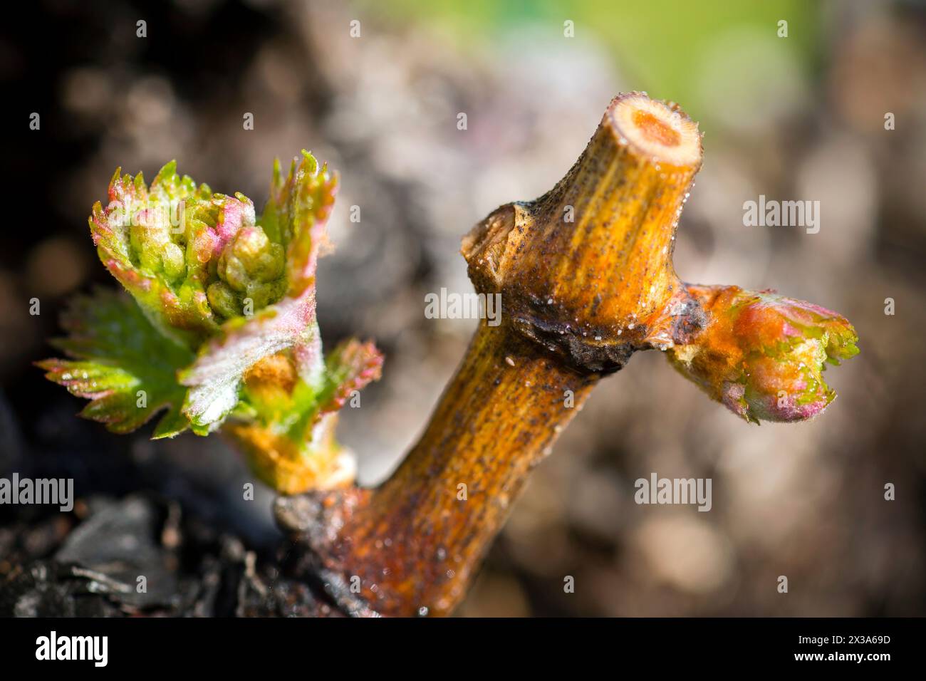 The annual growth cycle of grapevines is the process that takes place in the vineyard each year, beginning with bud break in the spring. . Stock Photo