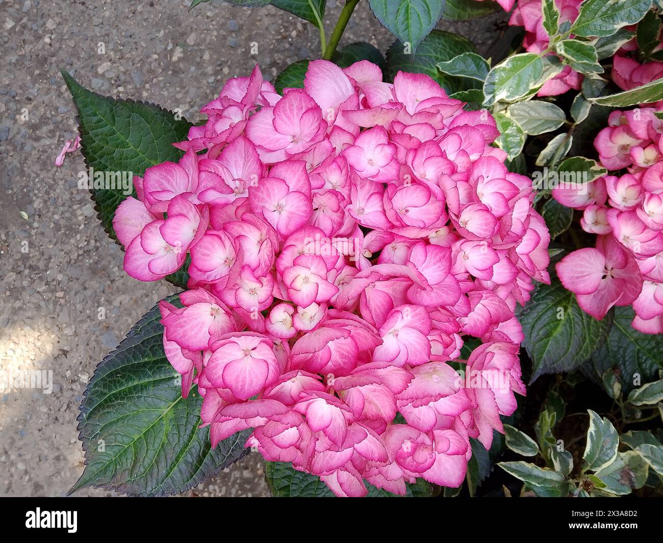A stunning close-up of a lush hydrangea flower head bursting with tightly clustered, vividly pink petals that create a full, rounded shape. The deep g Stock Photo