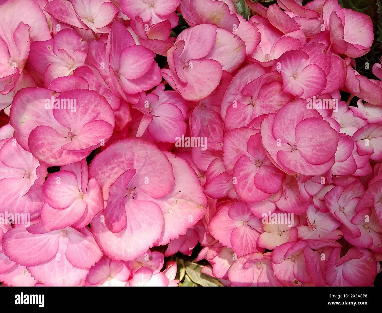 A stunning close-up of a lush hydrangea flower head bursting with tightly clustered, vividly pink petals that create a full, rounded shape. The deep g Stock Photo
