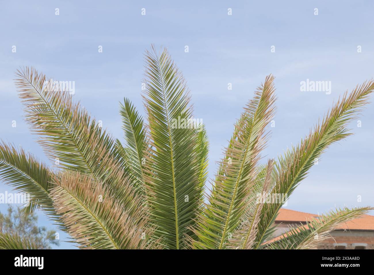 A closeup of the leaves and fronds on an African palm tree, with its branches reaching towards the sky. Stock Photo