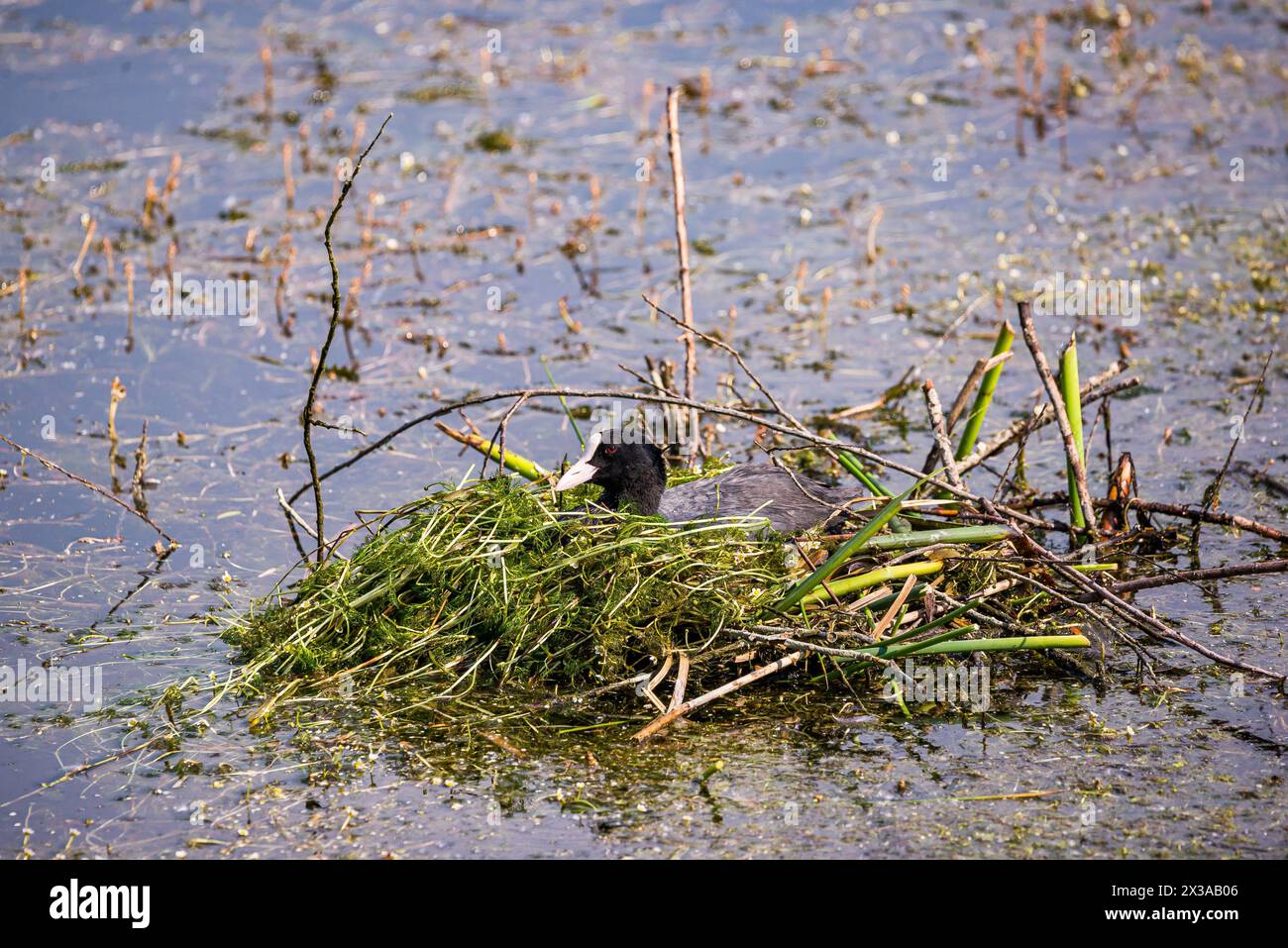 Eurasian coot - Fulica Atra sitting in nest in retention tank Ricanka in Spring, Prague - Uhrineves, Czech republic Stock Photo